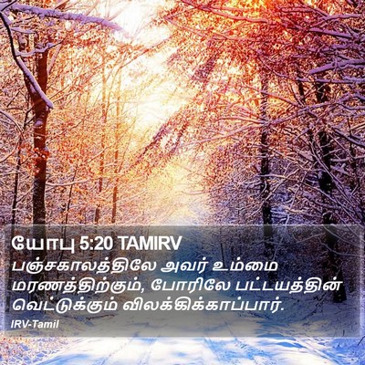 யோபு 5:20 TAMIRV Bible Verse Image