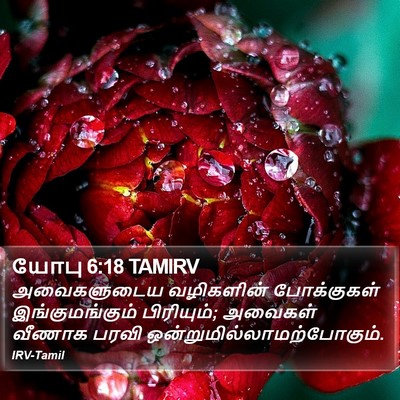 யோபு 6:18 TAMIRV Bible Verse Image