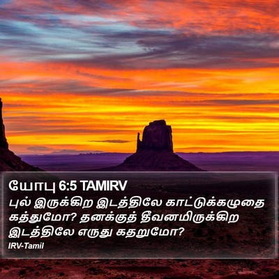 யோபு 6:5 TAMIRV Bible Verse Image