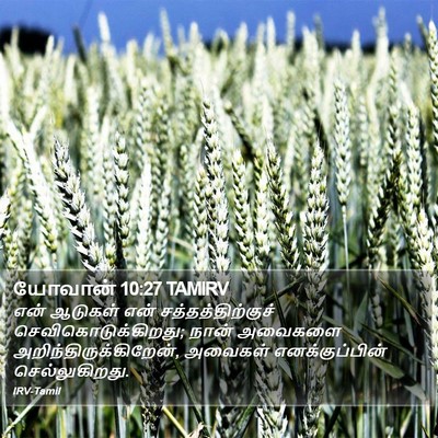 யோவான் 10:27 TAMIRV Bible Verse Image