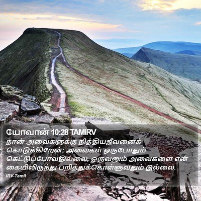 யோவான் 10:28 TAMIRV Bible Verse Image