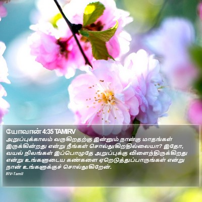 யோவான் 4:35 TAMIRV Bible Verse Image