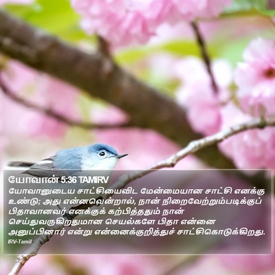 யோவான் 5:36 TAMIRV Bible Verse Image