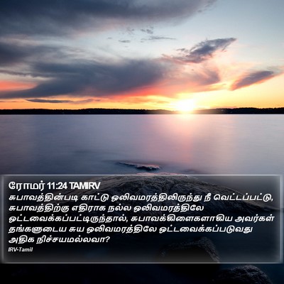 ரோமர் 11:24 TAMIRV Bible Verse Image