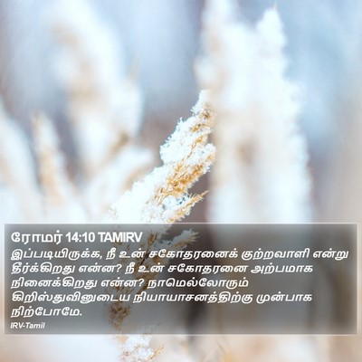 ரோமர் 14:10 TAMIRV Bible Verse Image