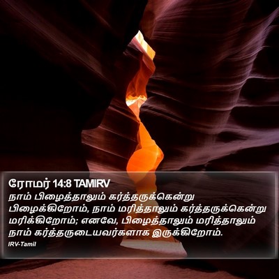 ரோமர் 14:8 TAMIRV Bible Verse Image
