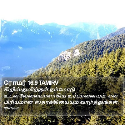 ரோமர் 16:9 TAMIRV Bible Verse Image