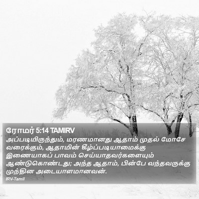 ரோமர் 5:14 TAMIRV Bible Verse Image