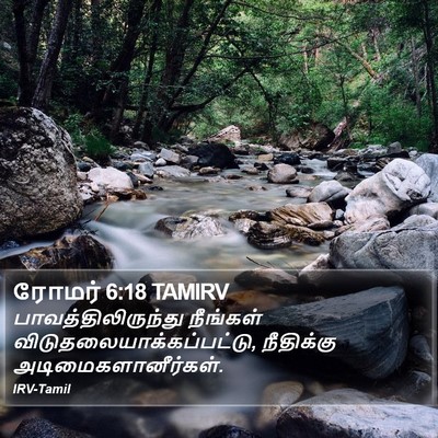 ரோமர் 6:18 TAMIRV Bible Verse Image