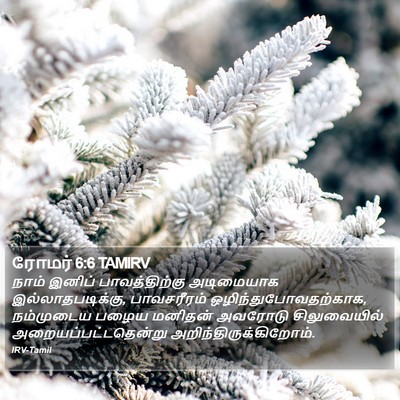 ரோமர் 6:6 TAMIRV Bible Verse Image