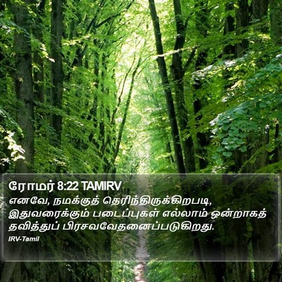ரோமர் 8:22 TAMIRV Bible Verse Image