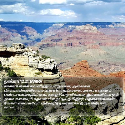 லூக்கா 12:24 TAMIRV Bible Verse Image