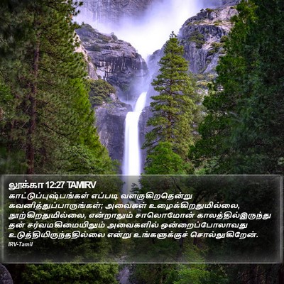 லூக்கா 12:27 TAMIRV Bible Verse Image
