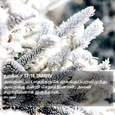 லூக்கா 17:16 TAMIRV Bible Verse Image