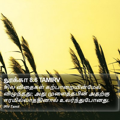 லூக்கா 8:6 TAMIRV Bible Verse Image