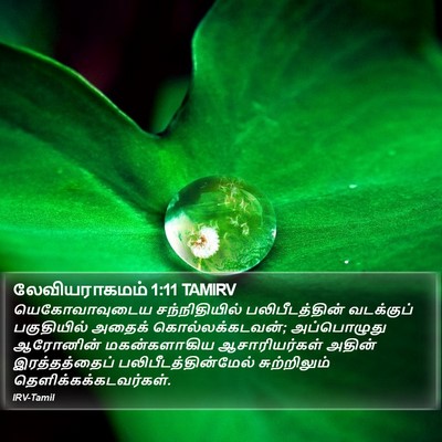 லேவியராகமம் 1:11 TAMIRV Bible Verse Image