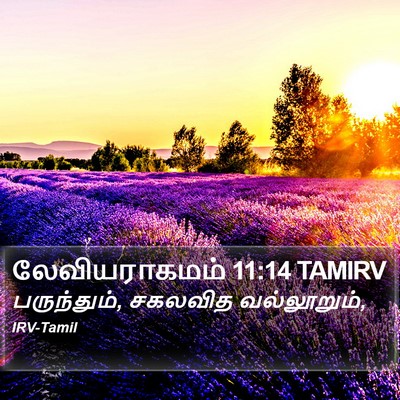 லேவியராகமம் 11:14 TAMIRV Bible Verse Image