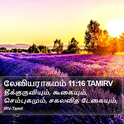 லேவியராகமம் 11:16 TAMIRV Bible Verse Image