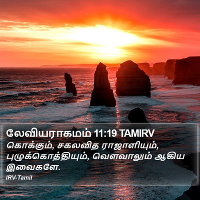 லேவியராகமம் 11:19 TAMIRV Bible Verse Image
