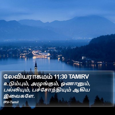 லேவியராகமம் 11:30 TAMIRV Bible Verse Image
