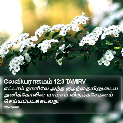 லேவியராகமம் 12:3 TAMIRV Bible Verse Image