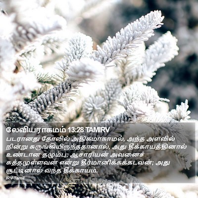 லேவியராகமம் 13:28 TAMIRV Bible Verse Image