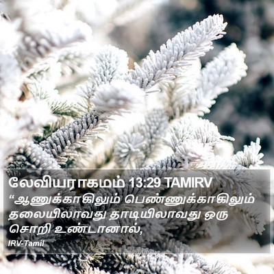 லேவியராகமம் 13:29 TAMIRV Bible Verse Image