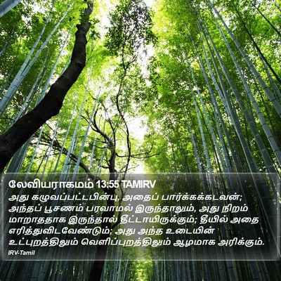 லேவியராகமம் 13:55 TAMIRV Bible Verse Image