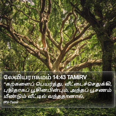 லேவியராகமம் 14:43 TAMIRV Bible Verse Image