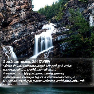 லேவியராகமம் 2:11 TAMIRV Bible Verse Image