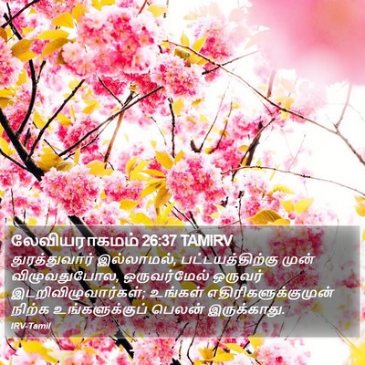 லேவியராகமம் 26:37 TAMIRV Bible Verse Image