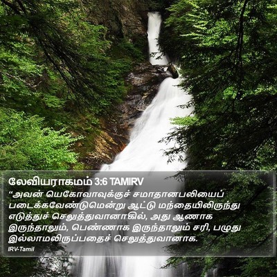 லேவியராகமம் 3:6 TAMIRV Bible Verse Image