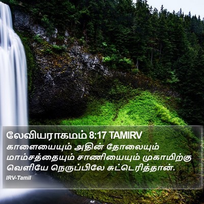 லேவியராகமம் 8:17 TAMIRV Bible Verse Image