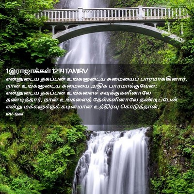 Picture 02 - 1 இராஜாக்கள் 12:14 TAMIRV - என்னுடைய தகப்பன் - Bible Verse Picture