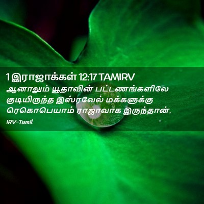 Picture 02 - 1 இராஜாக்கள் 12:17 TAMIRV - ஆனாலும் யூதாவின் - Bible Verse Picture