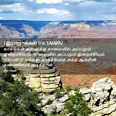 Picture 02 - 1 இராஜாக்கள் 17:6 TAMIRV - காகங்கள் அவனுக்கு - Bible Verse Picture