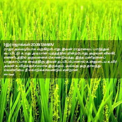 Picture 02 - 1 இராஜாக்கள் 20:39 TAMIRV - ராஜா அவ்வழியாக - Bible Verse Picture
