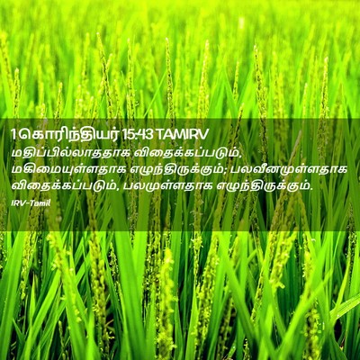 Picture 02 - 1 கொரிந்தியர் 15:43 TAMIRV - மதிப்பில்லாததாக - Bible Verse Picture