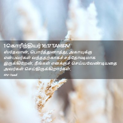 Picture 02 - 1 கொரிந்தியர் 16:17 TAMIRV - ஸ்தேவான், - Bible Verse Picture