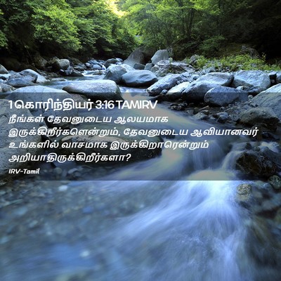 Picture 02 - 1 கொரிந்தியர் 3:16 TAMIRV - நீங்கள் தேவனுடைய - Bible Verse Picture