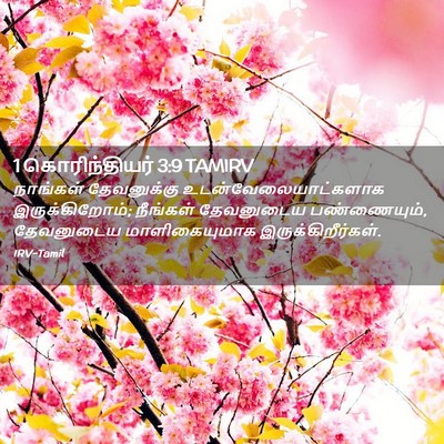 Picture 02 - 1 கொரிந்தியர் 3:9 TAMIRV - நாங்கள் தேவனுக்கு - Bible Verse Picture