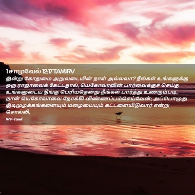 Picture 02 - 1 சாமுவேல் 12:17 TAMIRV - இன்று கோதுமை - Bible Verse Picture
