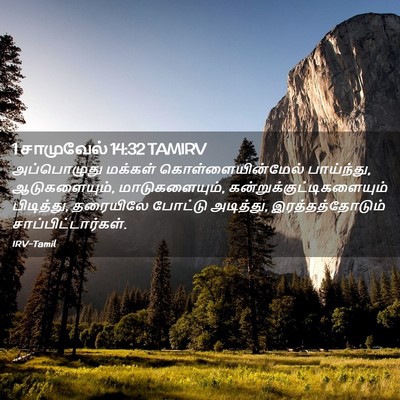 Picture 02 - 1 சாமுவேல் 14:32 TAMIRV - அப்பொழுது மக்கள் - Bible Verse Picture