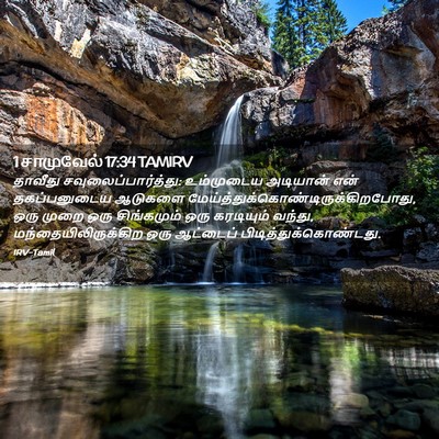 Picture 02 - 1 சாமுவேல் 17:34 TAMIRV - தாவீது - Bible Verse Picture