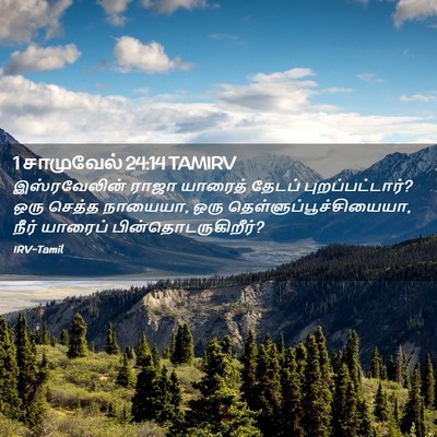 Picture 02 - 1 சாமுவேல் 24:14 TAMIRV - இஸ்ரவேலின் ராஜா - Bible Verse Picture