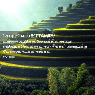 Picture 02 - 1 சாமுவேல் 8:17 TAMIRV - உங்கள் ஆடுகளிலே - Bible Verse Picture