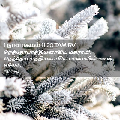 Picture 02 - 1 நாளாகமம் 11:30 TAMIRV -  - Bible Verse Picture