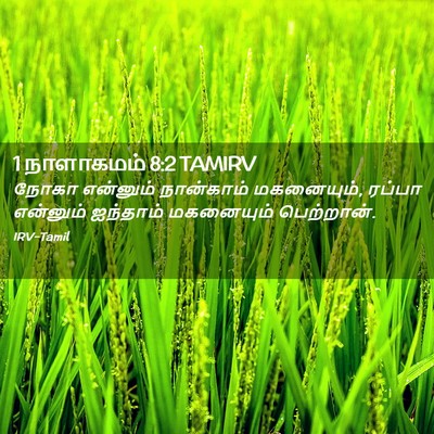 Picture 02 - 1 நாளாகமம் 8:2 TAMIRV - நோகா என்னும் - Bible Verse Picture