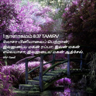 Picture 02 - 1 நாளாகமம் 8:37 TAMIRV - மோசா பினியாவைப் - Bible Verse Picture