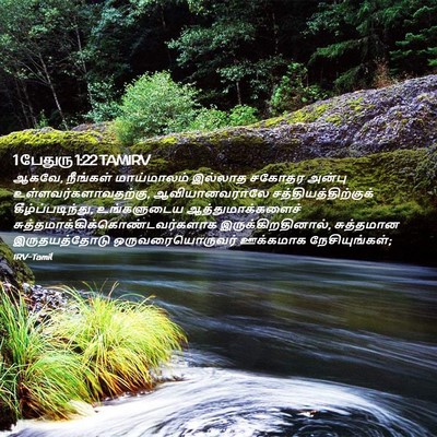 Picture 02 - 1 பேதுரு 1:22 TAMIRV - ஆகவே, நீங்கள் - Bible Verse Picture